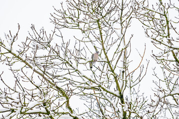 Wood Pigeon in a snowy tree