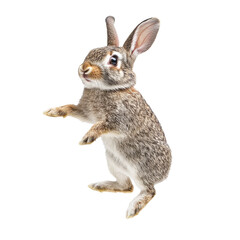 Fototapeta premium Playful rabbit on hind legs