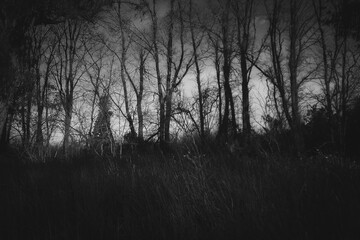 Bosque tenebroso en blanco y negro