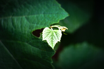 Hoja joven de parra verde con bokeh y fondo desenfocado