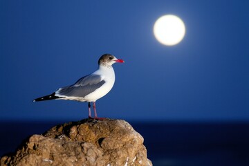Swallow-Tailed Gull at Night