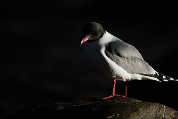 Swallow-Tailed Gull at Night