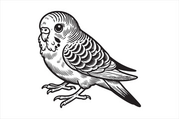 Line art of Budgerigar vector