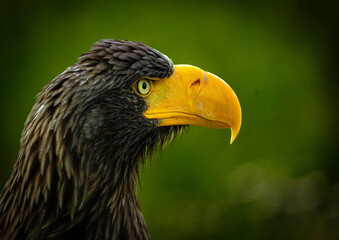 portrait of an eagle