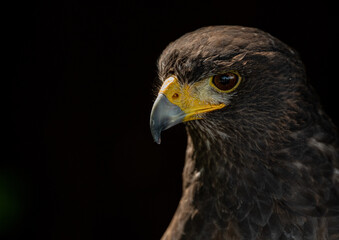 Hawk