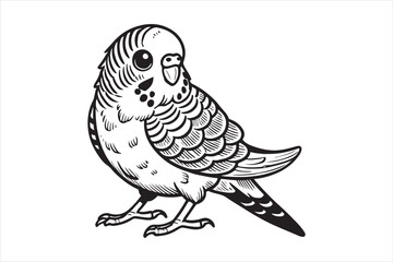 Line art of Budgerigar vector