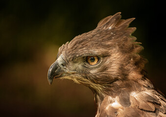 red tailed hawk