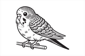 Fototapeta premium Line art of Budgerigar vector