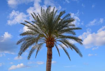 palm trees against blue sky