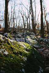 Moosbewachsene Felsen im lichten Wald