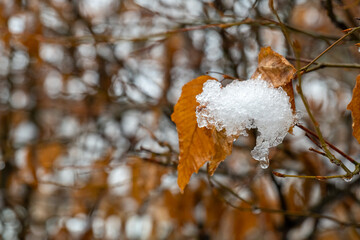 Snow clings to autumn leaves on a tree branch during a chilly afternoon in late fall