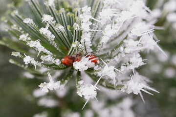Hoarfrost star on a fir branch; macro photo