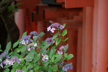 梅雨の花と鳥居