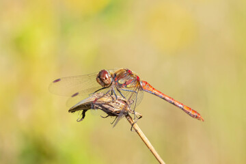 Common Darter, Sympetrum striolatum, male resting