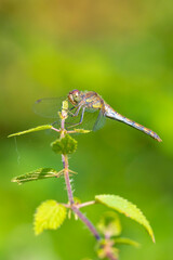 Common Darter Sympetrum striolatum male
