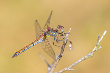 Common Darter, Sympetrum striolatum, male resting