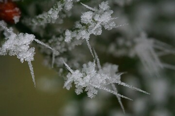 Hoarfrost star on a fir branch; macro photo