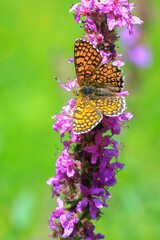 Glanville fritillary, melitaea cinxia, butterfly mating in a meadow