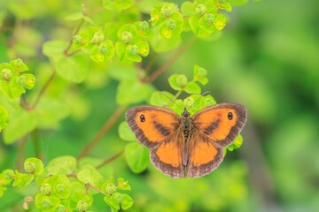 Gatekeeper butterfly, Pyronia tithonus, resting