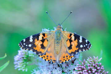 Painted Lady butterfly, Vanessa Cardui, feeding