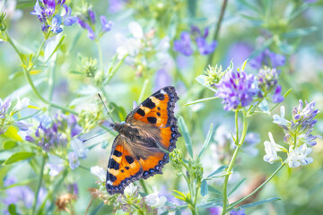 Aglais urticae small tortoiseshell butterfly isolated by nature