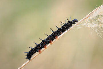 Aglais io, Peacock butterfly caterpillar