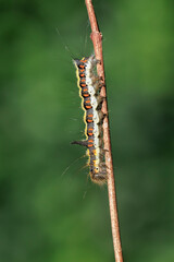 Closeup of a caterpillar of a grey dagger, Acronicta psi, moth crawling and eating