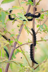 Aglais io, Peacock butterfly caterpillar