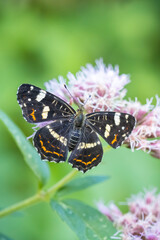 The map butterfly, araschnia levana, close-up portrait