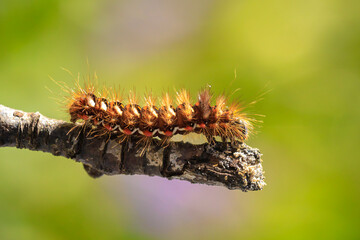 Closeup of a caterpillar or larva of a Acronicta rumicis, the knot grass moth