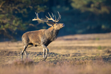Male red deer, cervus elaphus, rutting during sunset
