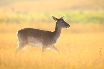 Fallow deer fawn Dama Dama in Autumn