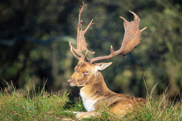 Fallow deer stag Dama Dama in a forest