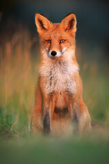 Wild red fox, vulpes vulpes, foraging in a meadow