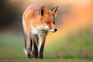 Wild red fox, vulpes vulpes, foraging in a meadow