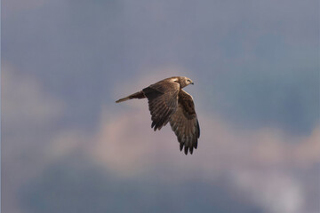 山を背景に飛翔するチュウヒ