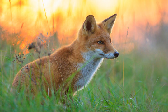 Wild red fox vulpes vulpes during sunset
