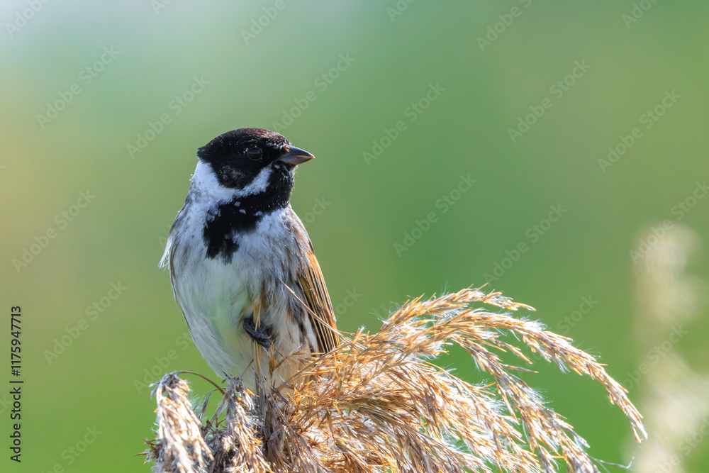 Wall mural Singing common reed bunting, Emberiza schoeniclus, bird in the reeds on a windy day