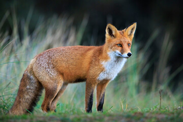 Wild red fox, vulpes vulpes, foraging in a meadow