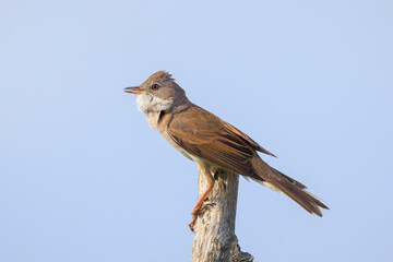 Whitethroat bird, Sylvia communis, foraging in a meadow