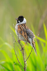 Singing common reed bunting, Emberiza schoeniclus, bird in the reeds on a windy day