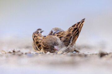 A house sparrow; Passer domesticus; having a dust bath or sand bath.