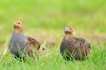Grey partridge Perdix perdix, foraging