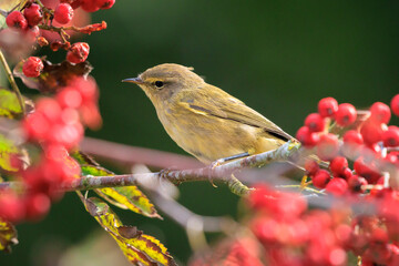 Common chiffchaff bird Phylloscopus collybita foraging red berries