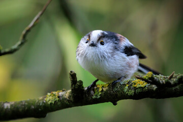 Closeup of a long-tailed tit or long-tailed bushtit, Aegithalos caudatus, bird foraging in a forest