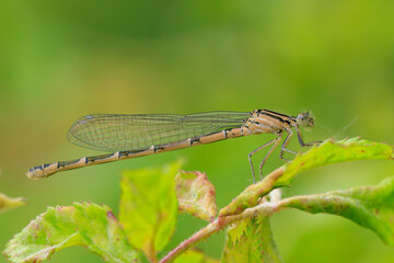 Abstract nature female Enallagma cyathigerum, common blue damselfly, common bluet, or northern bluet