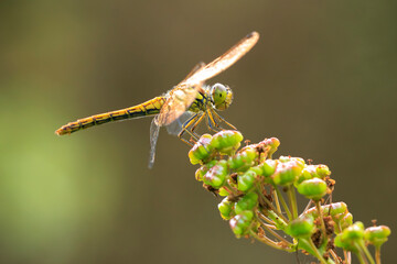 Vagrant darter Sympetrum vulgatum resting
