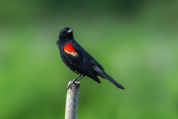 A red-winged blackbird, Agelaius phoeniceus, perched on a tree stump at a wetland in Culver, Indiana