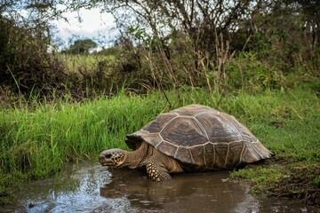 Fototapeta premium A beautiful image of a leopard tortoise slowly making its way through the grass