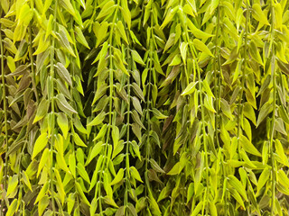 Background of vertical leaves, garden artificial hanging plants. Artificial Hoya Costa vine dangling leaves. Creeping green plastic leaf pattern for decoration.